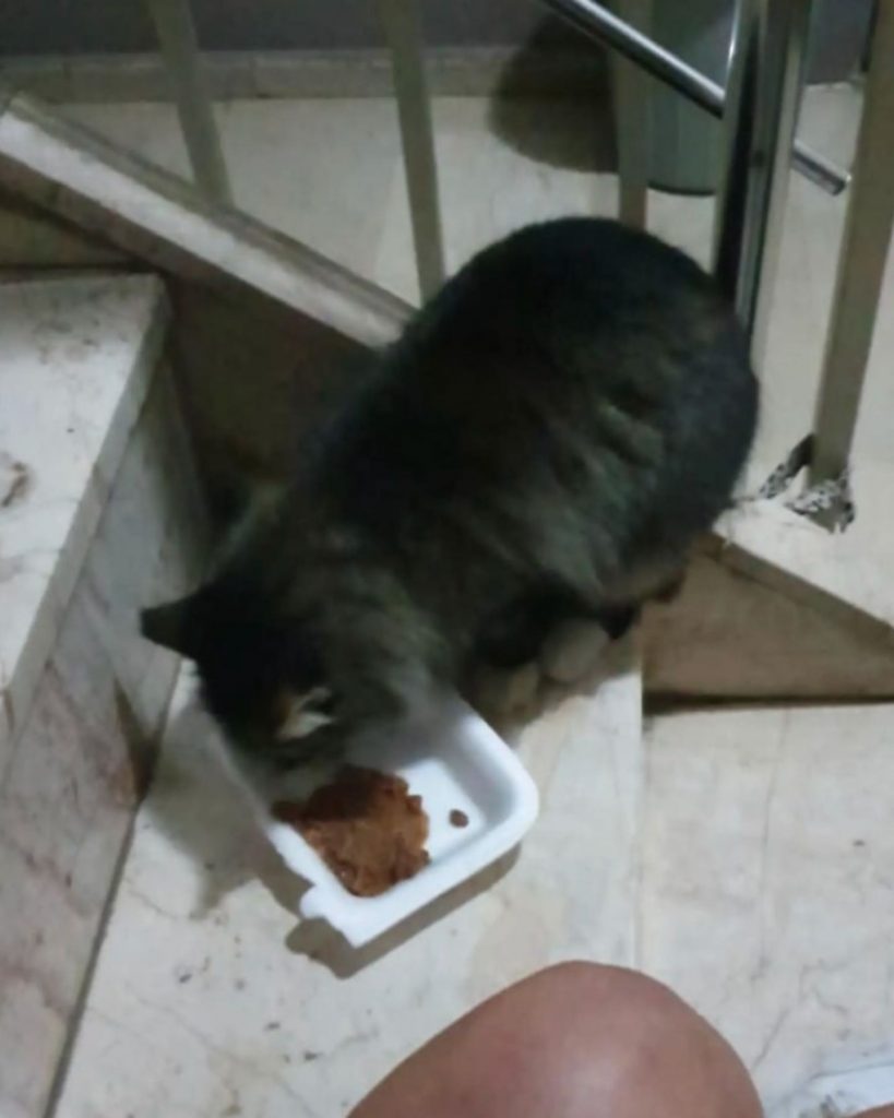 cat eating from a white bowl on the stairs