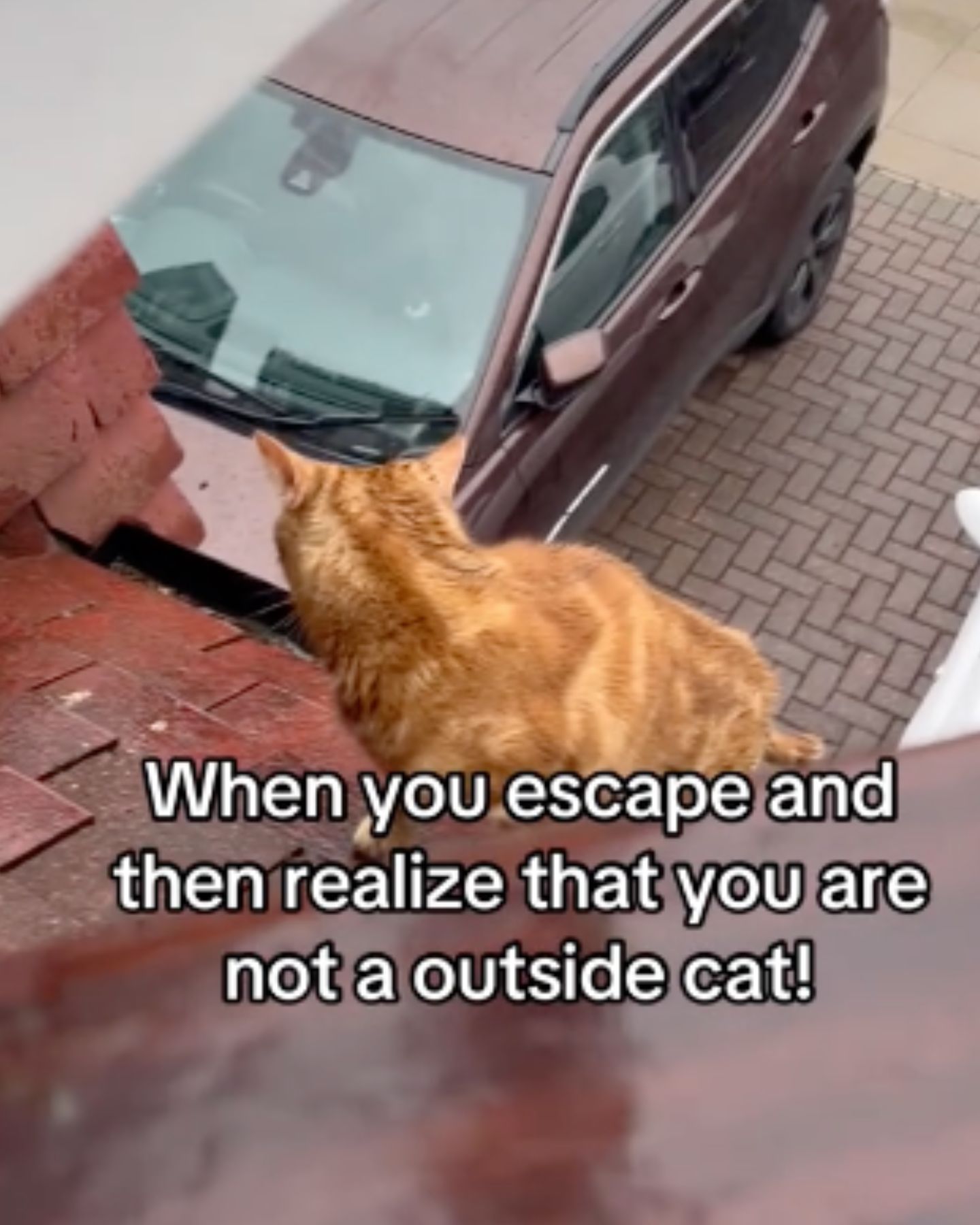 cat escaping