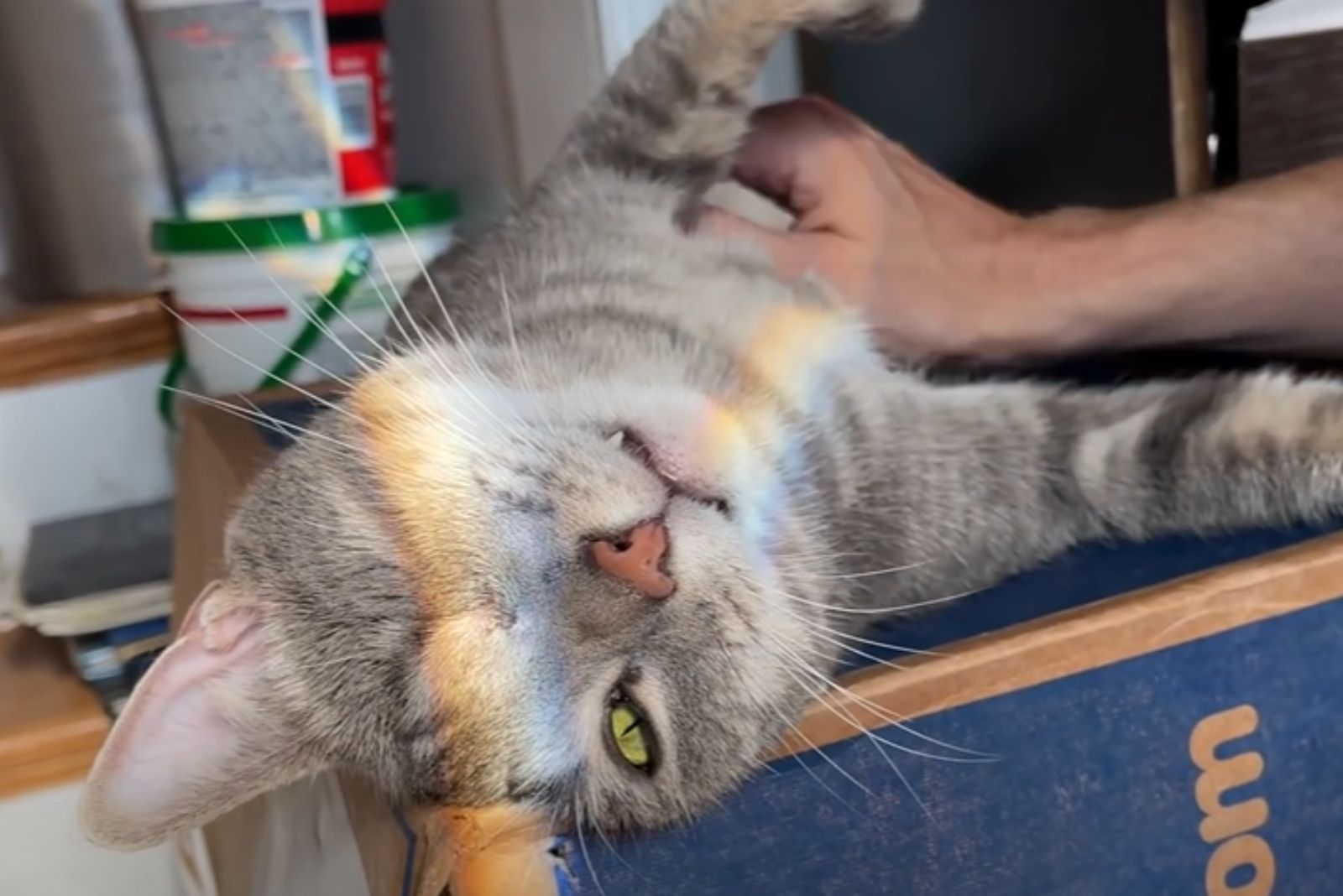 cat getting scratched