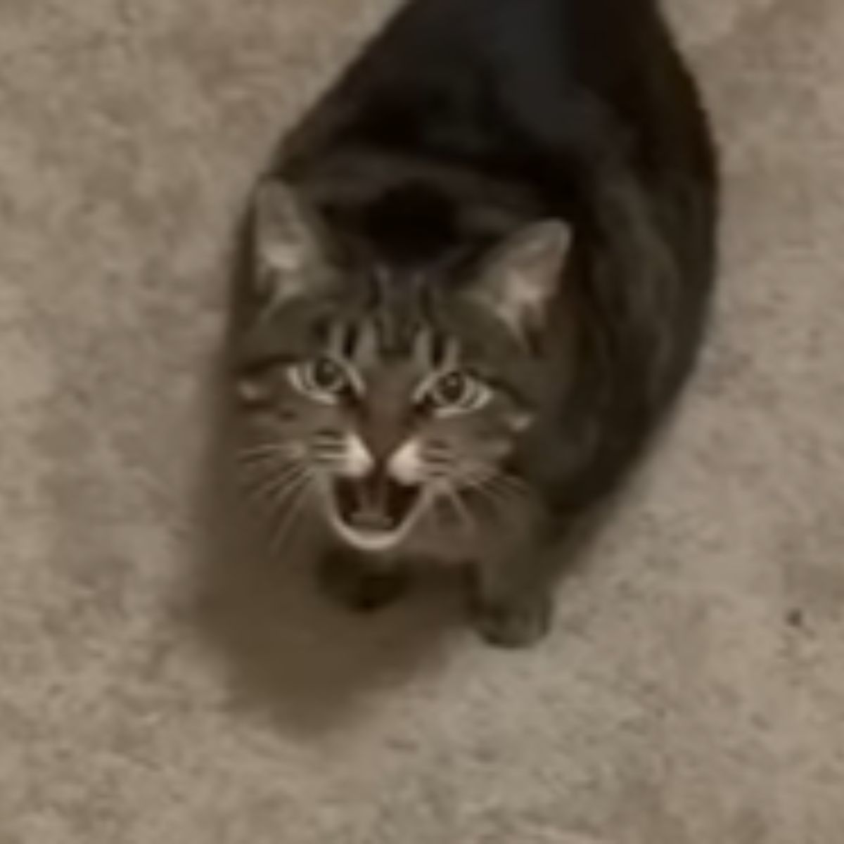 cat hissing