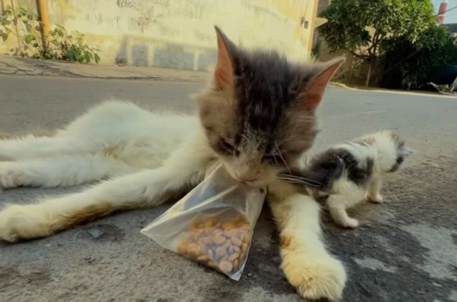 cat holding a food pack