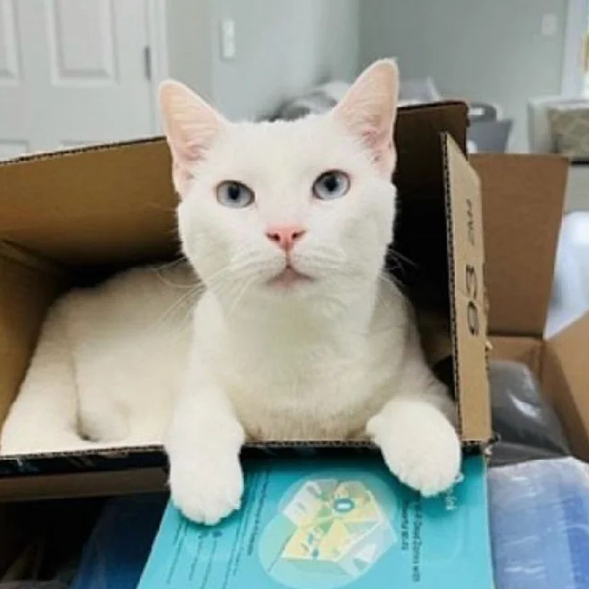 cat in a box