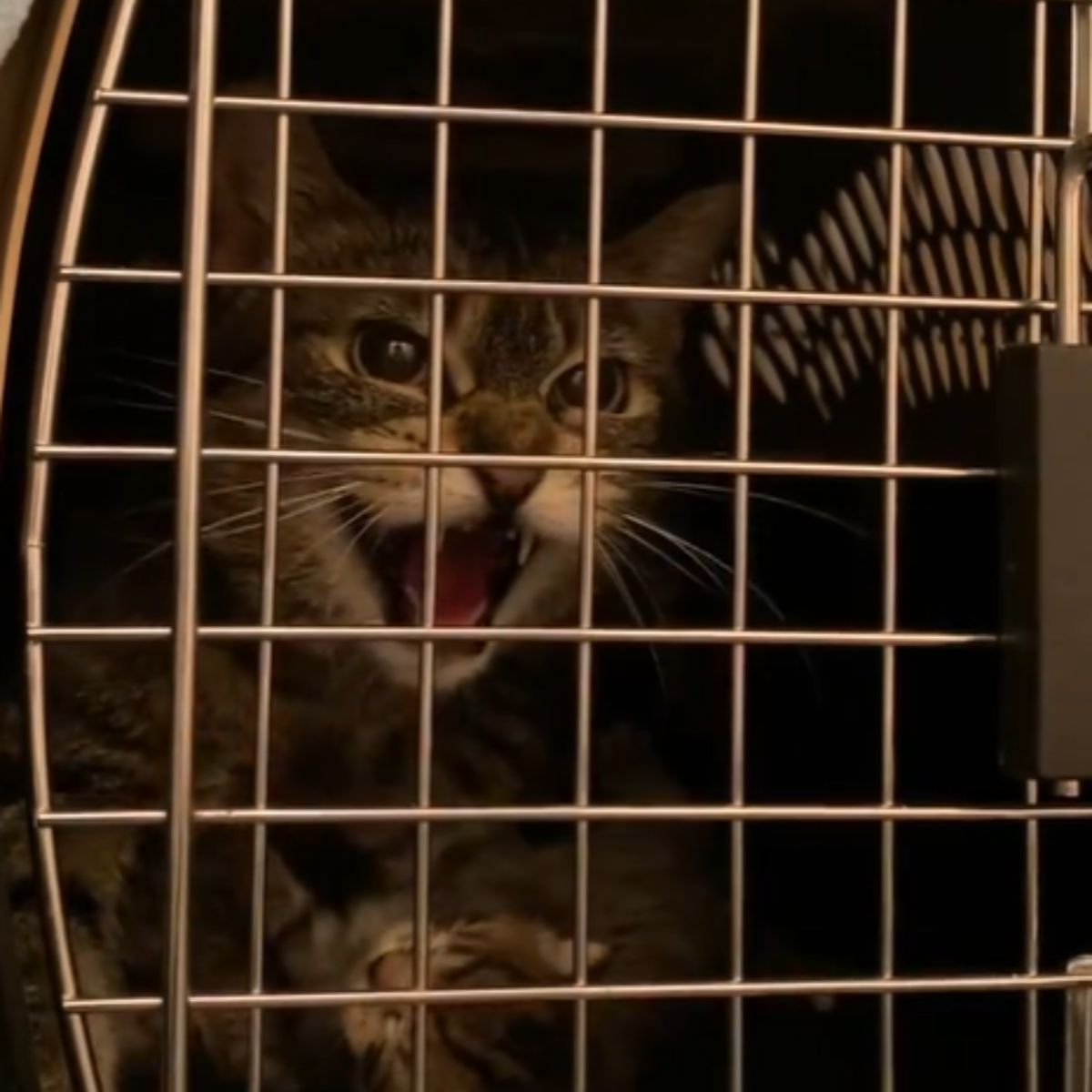 cat in crate