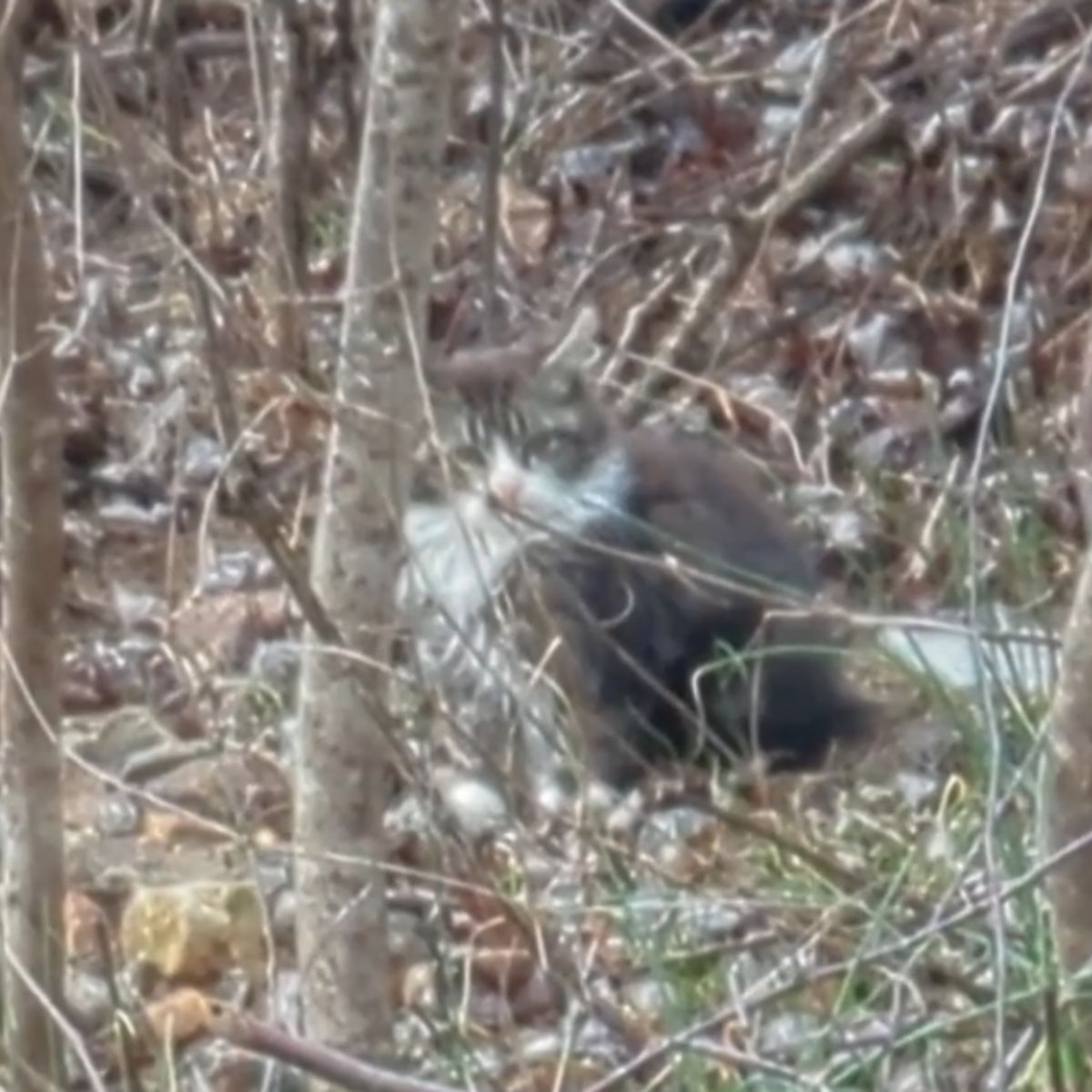 cat in forest