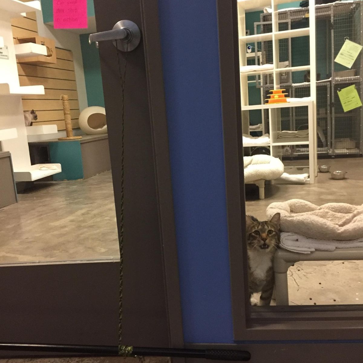 cat in shelter standing by the glass wall