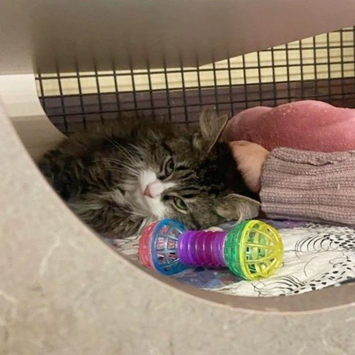 cat laying in a box