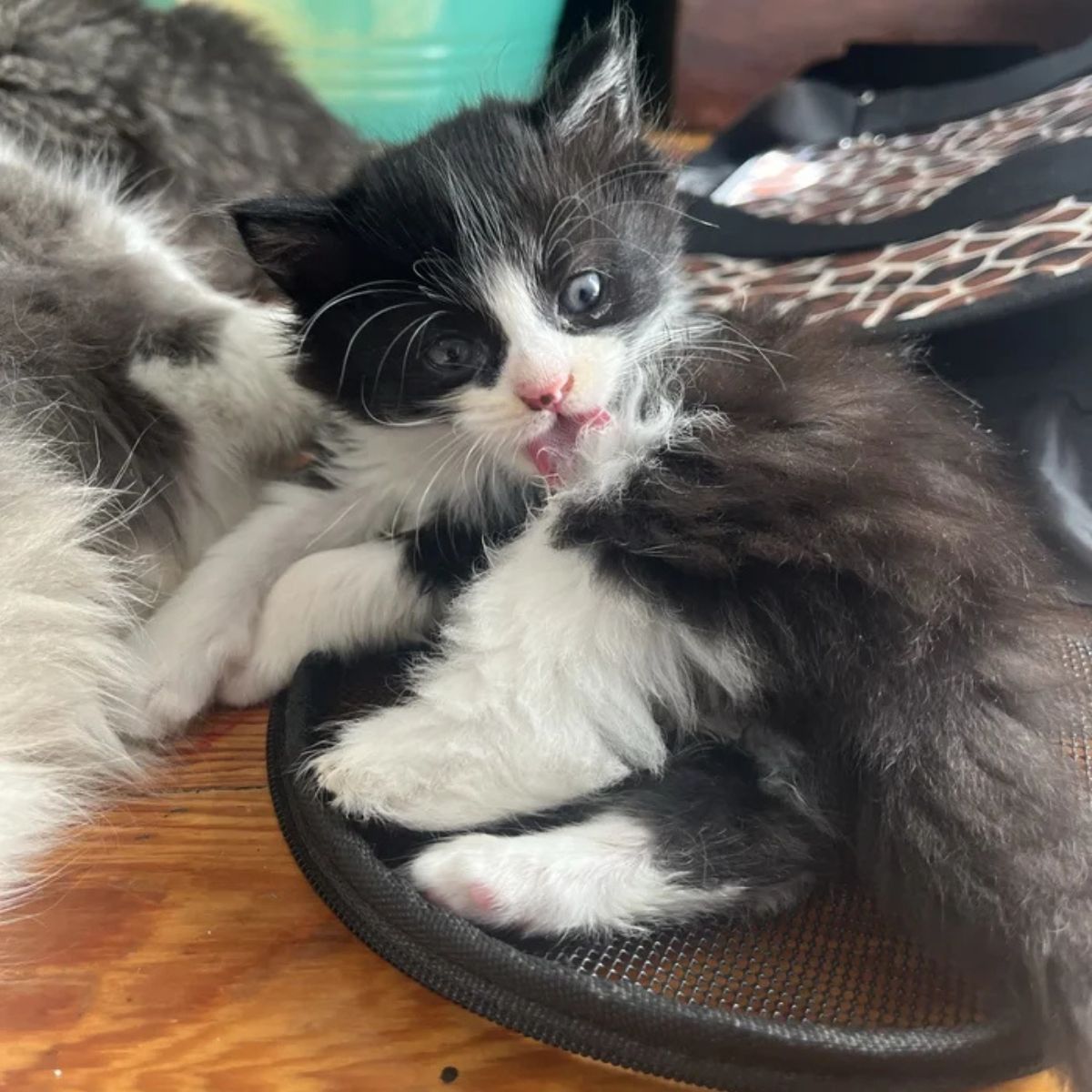 cat licking her fur