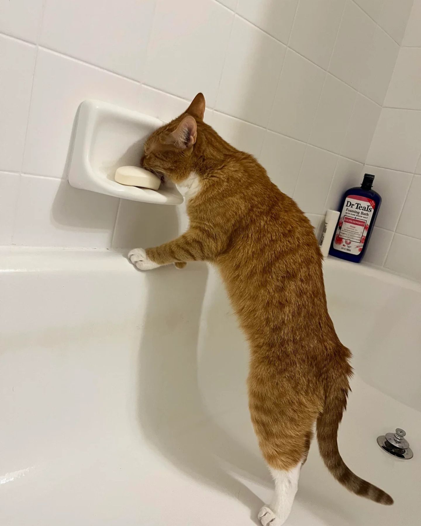 cat licking soap in bathroom