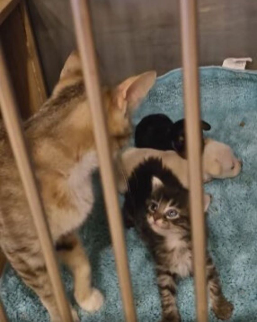 cat looking at kitten and two puppies