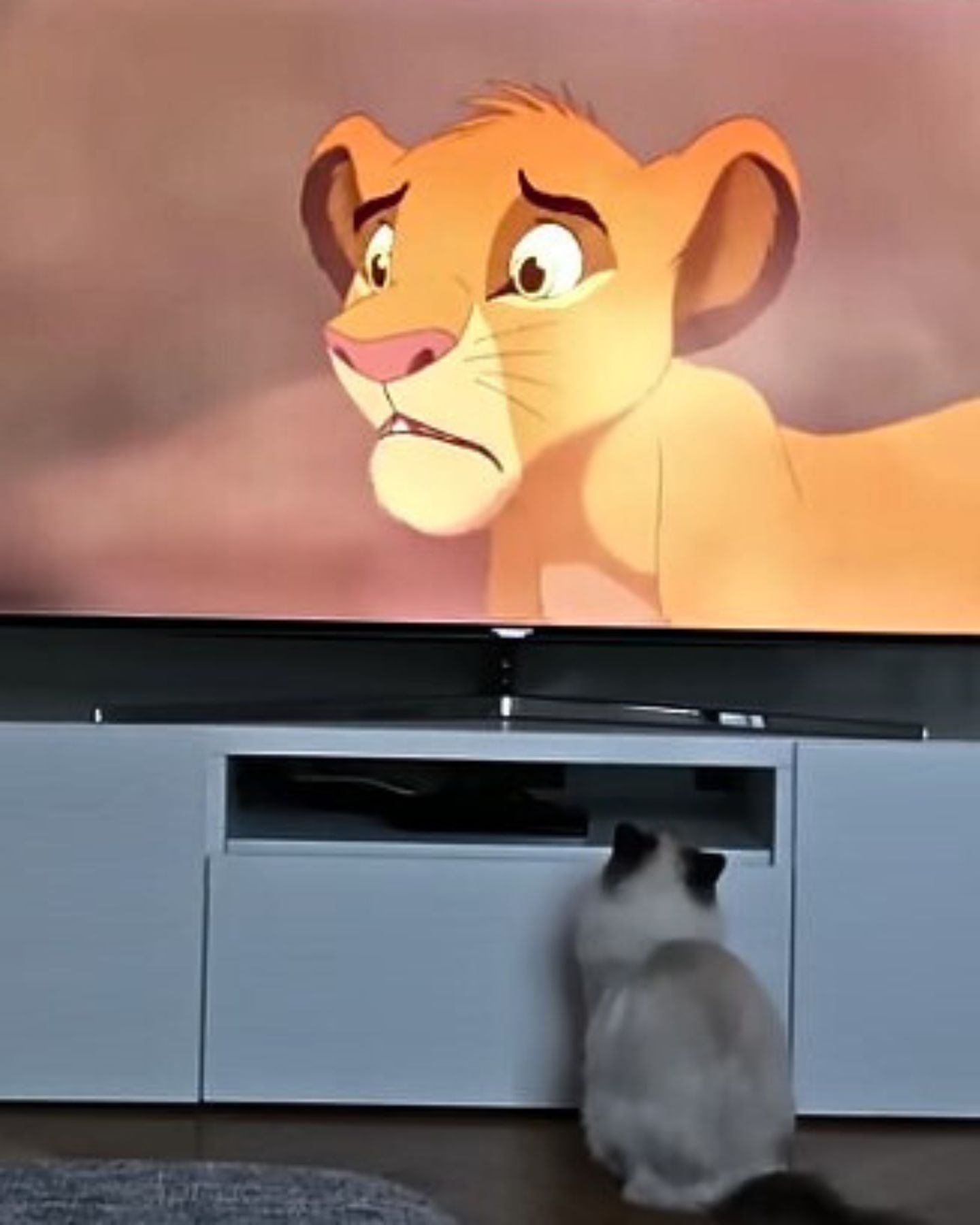 cat looking at simba on the tv