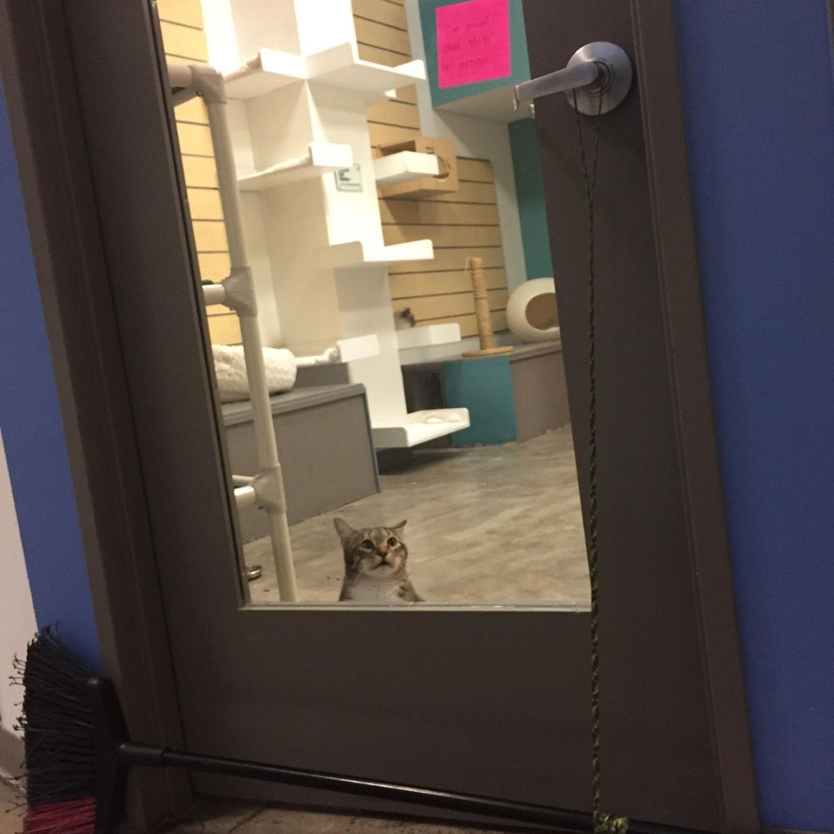 cat looking through door glass