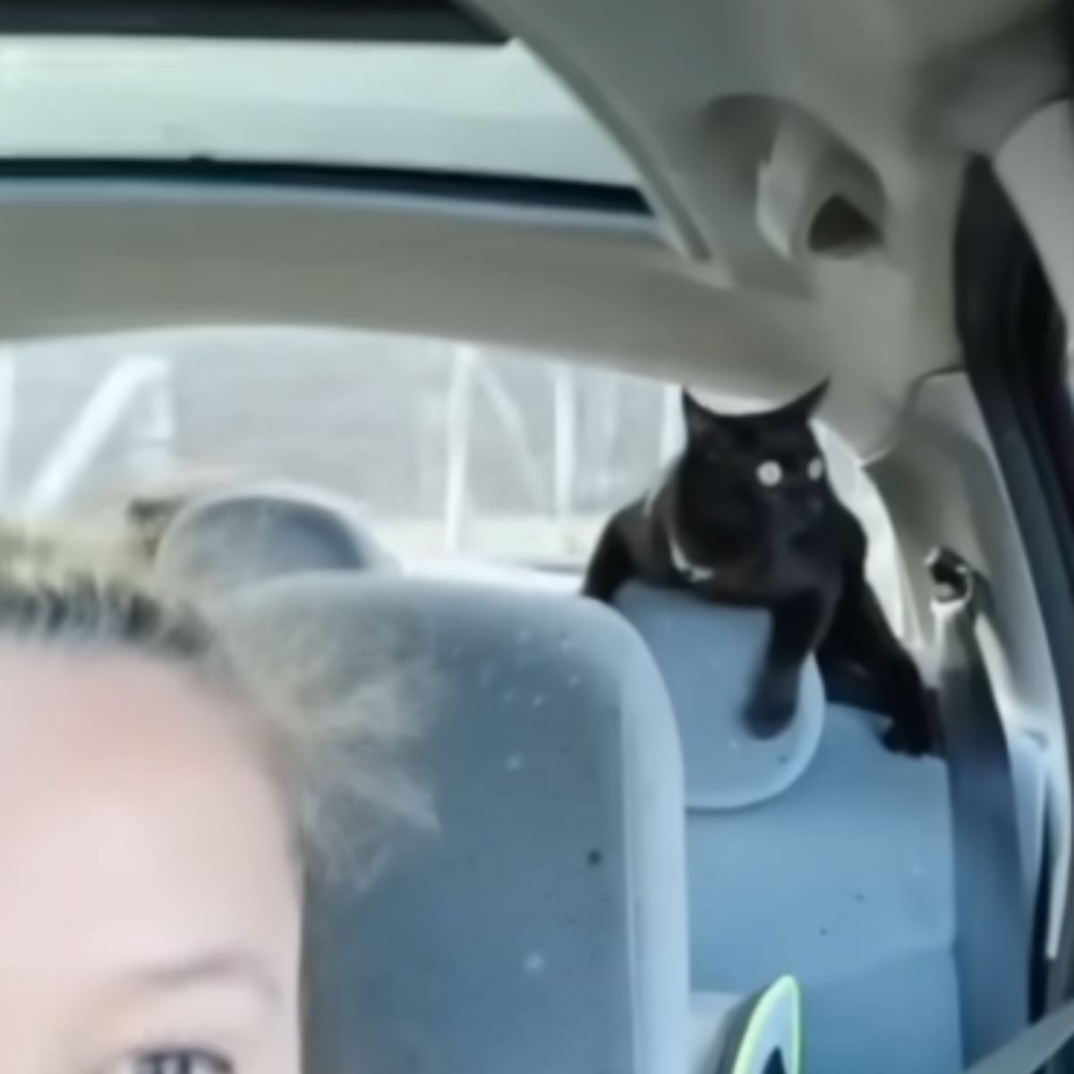 cat lying in the back of a car