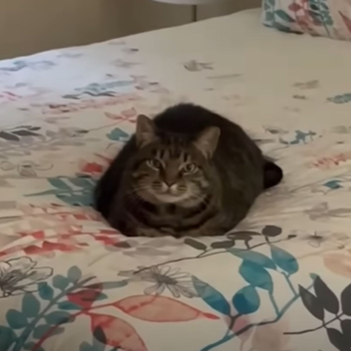 cat lying on bed