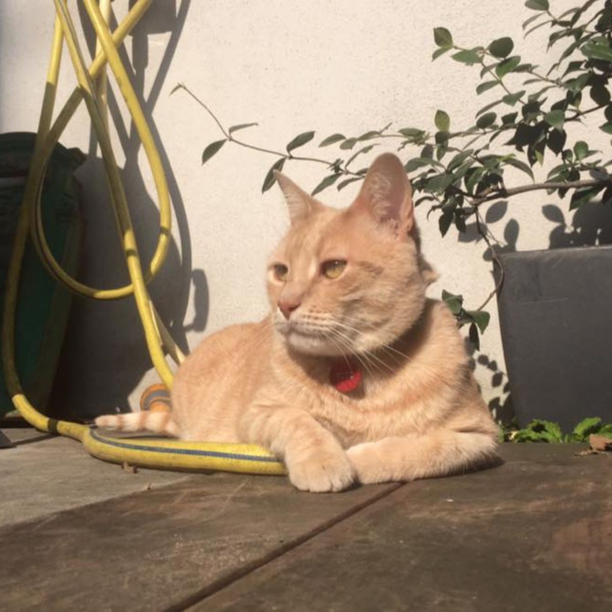 cat lying outdoor in sun