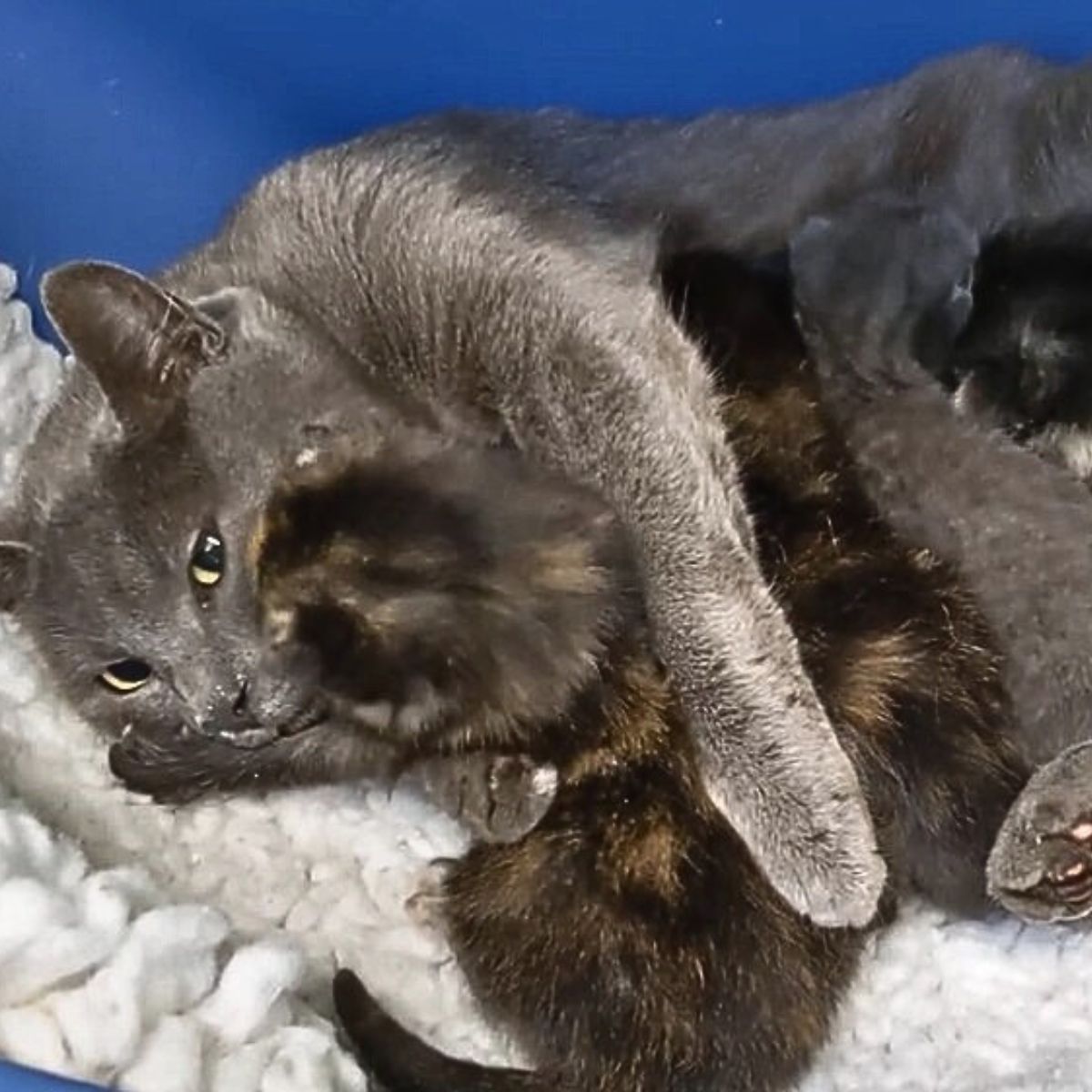 cat lying with kittens