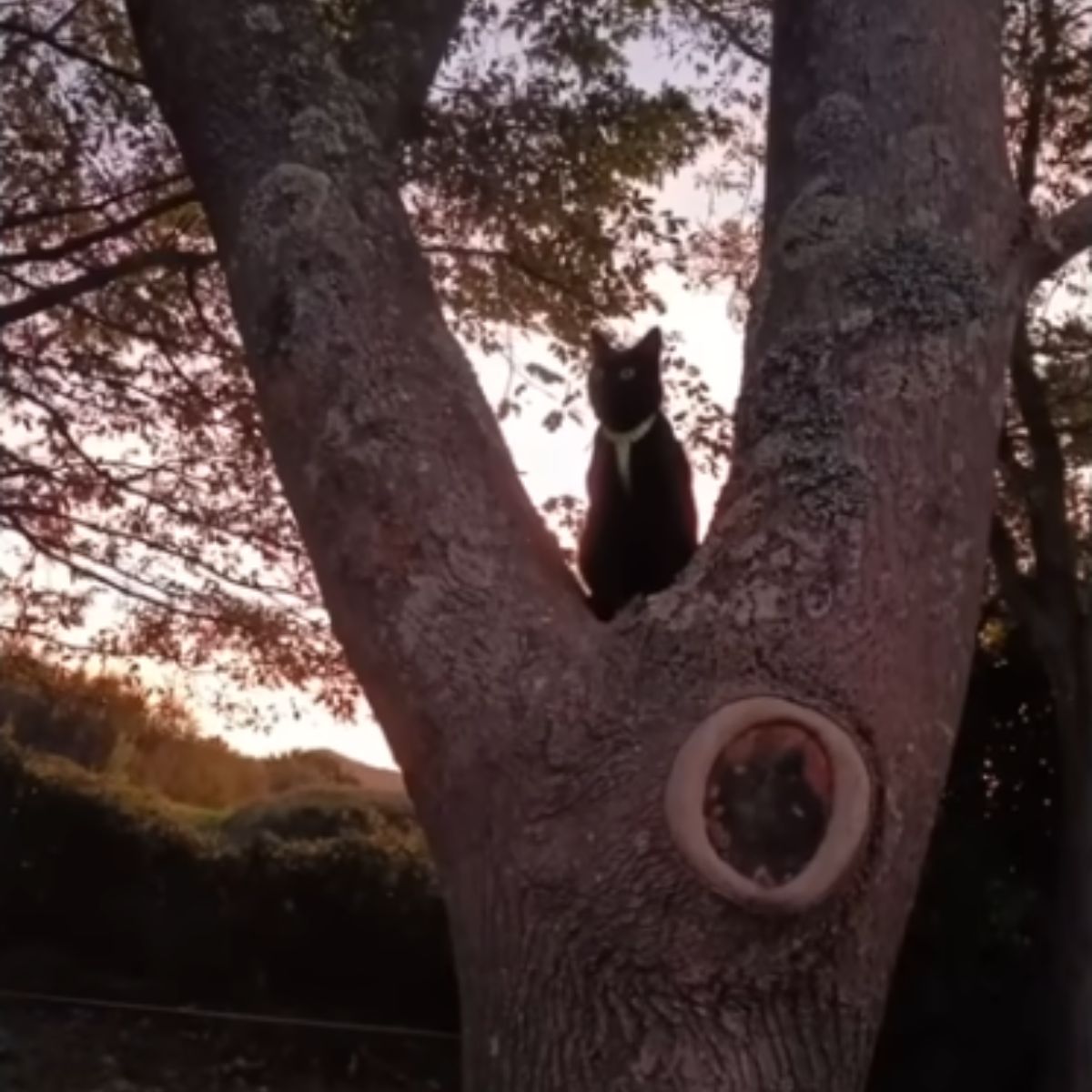 cat on a tree