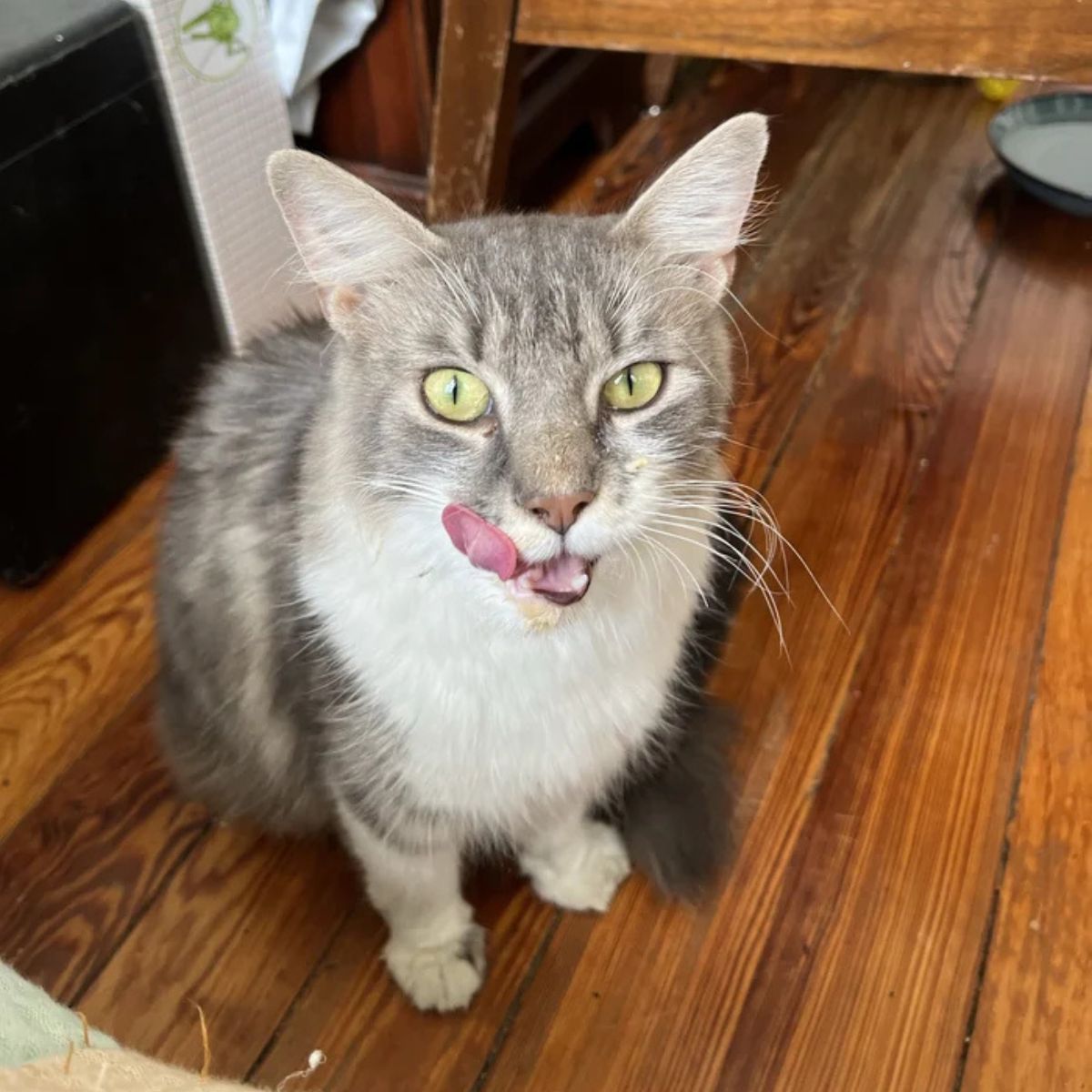 cat on the table