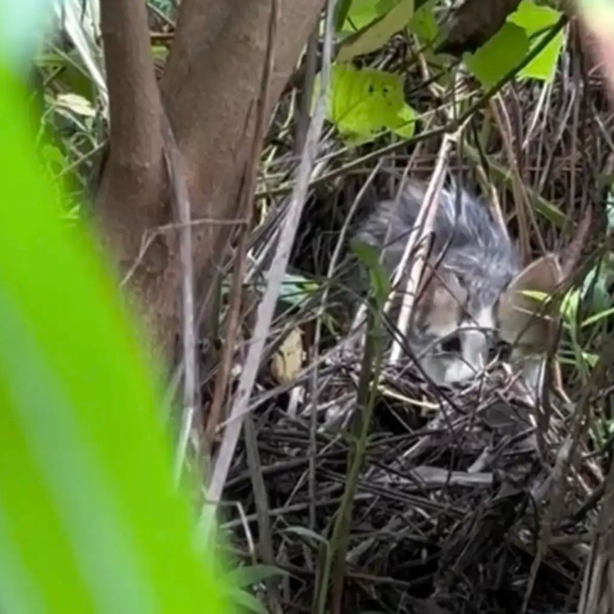 cat peeking through bush