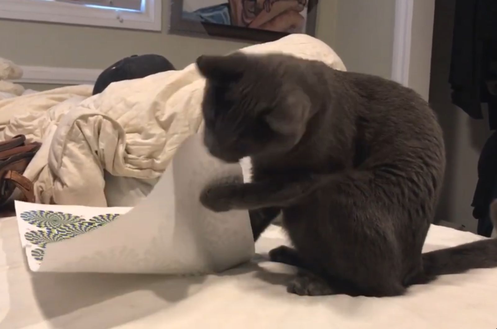 cat playing with paper