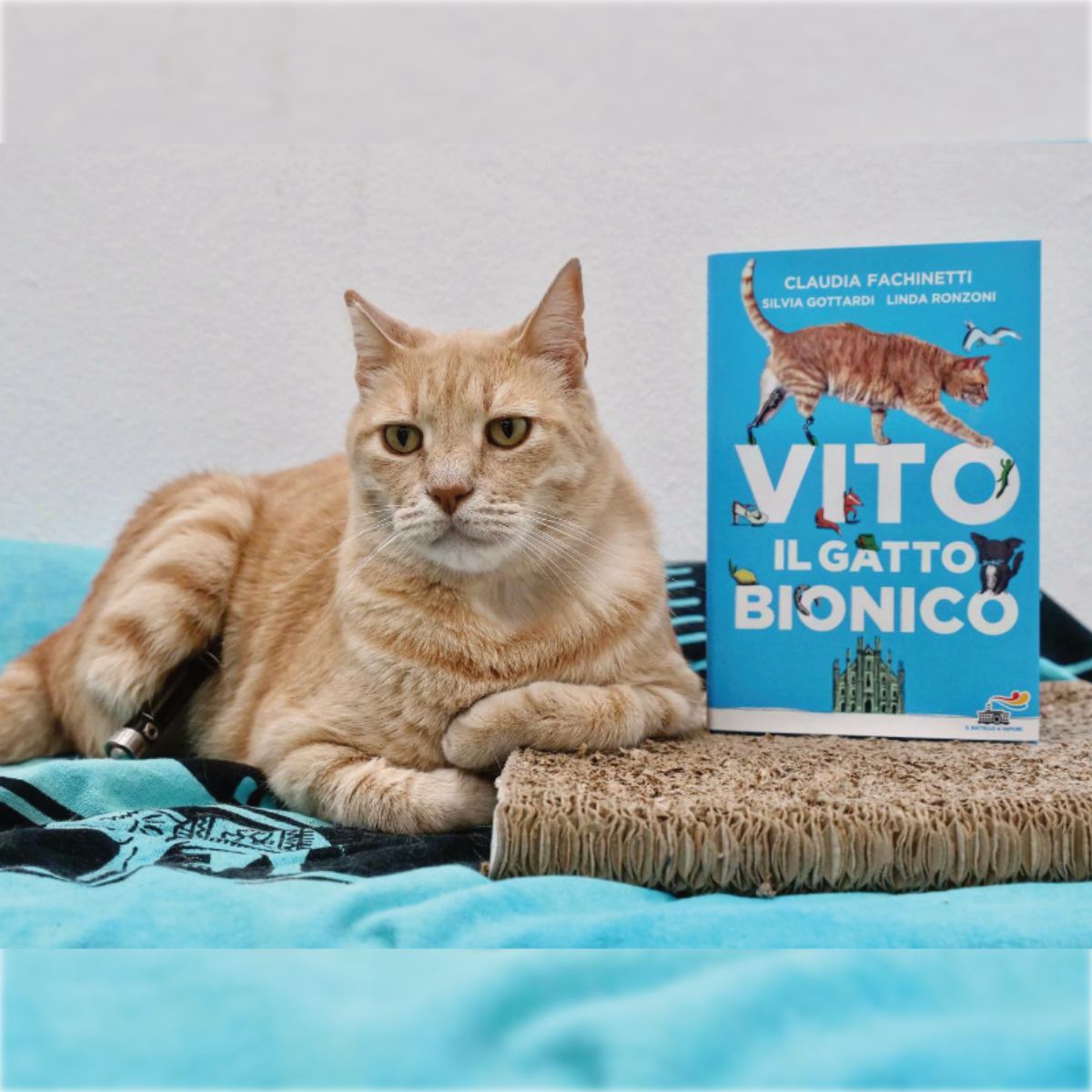 cat posing with book about herself