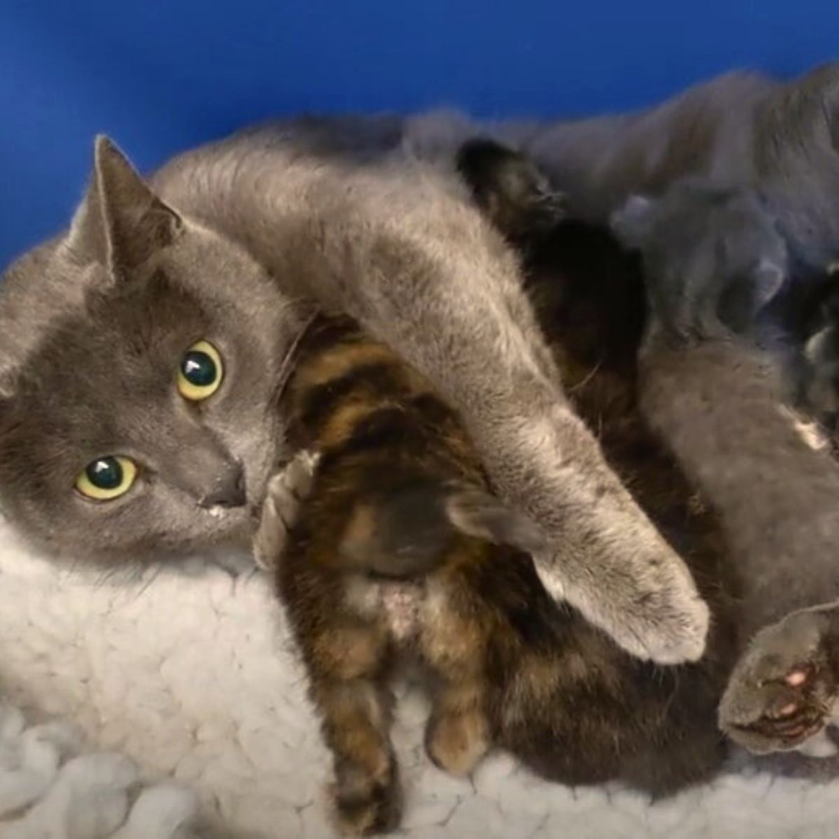 cat protecting the kittens