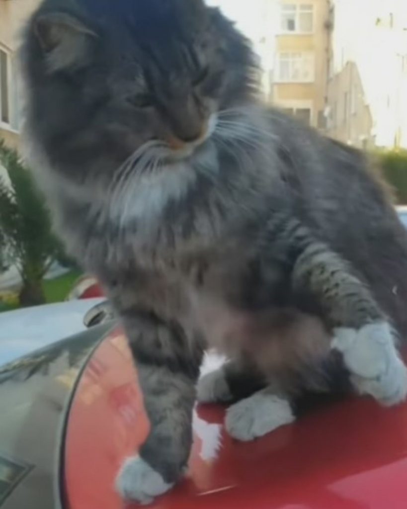 cat raises paw while sitting on car roof