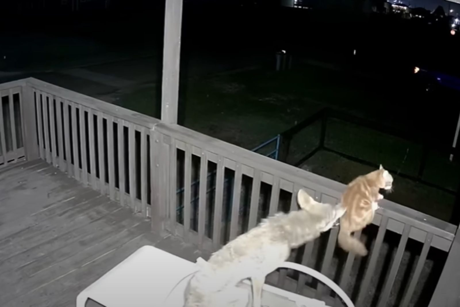 cat running away from coyote