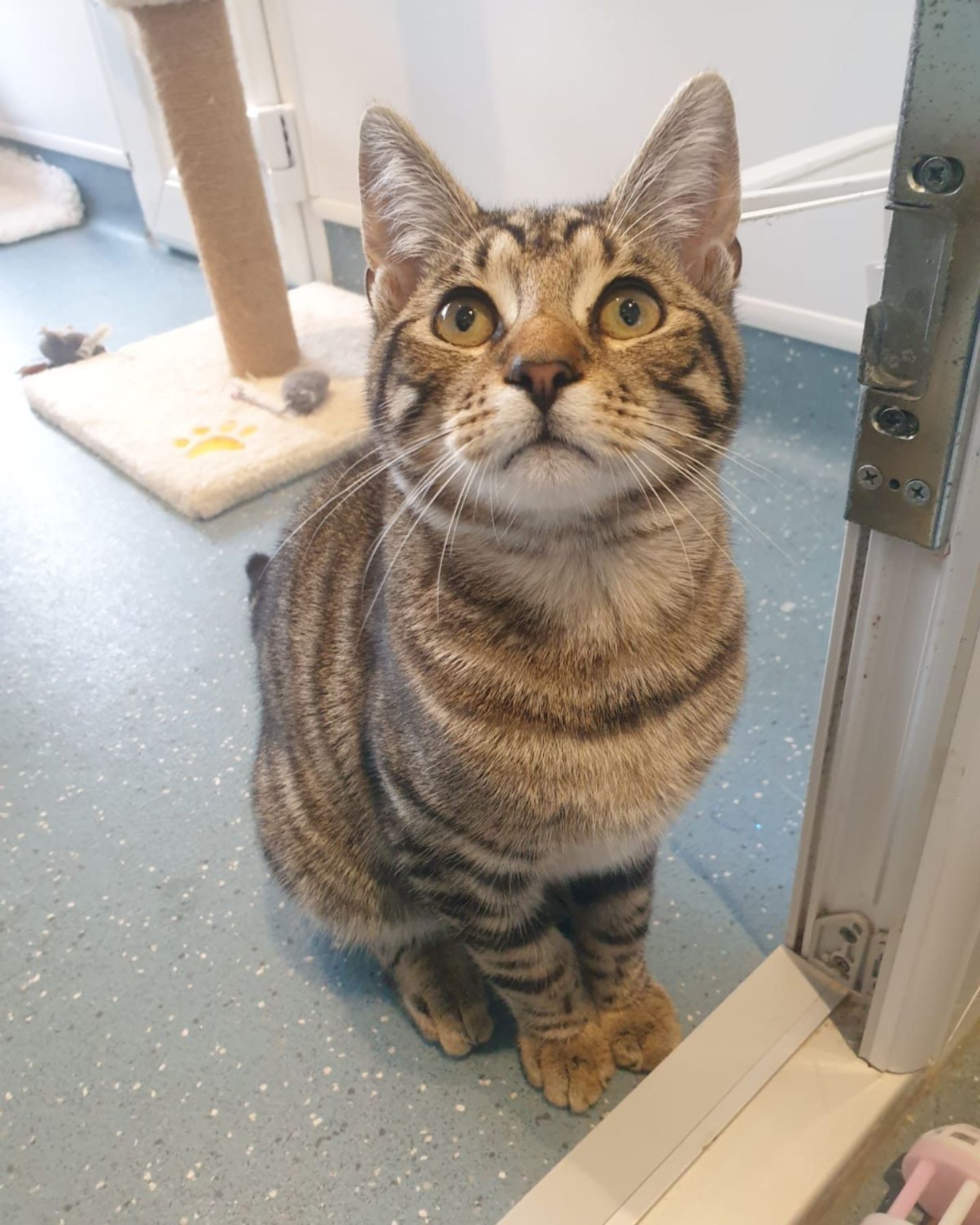 cat sitting and looking up