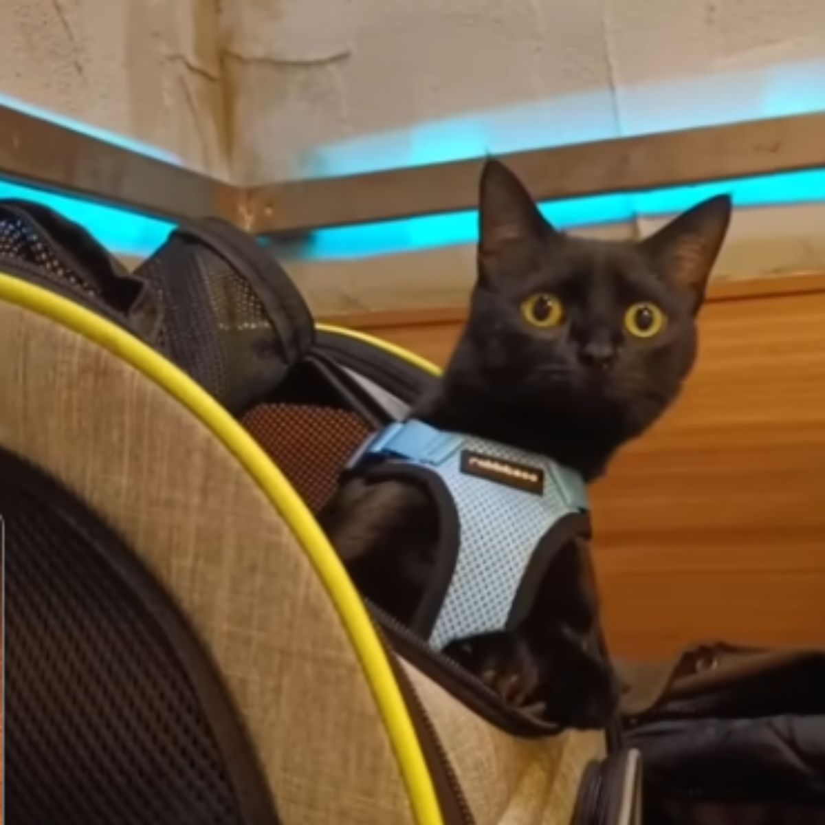 cat sitting in a carrier