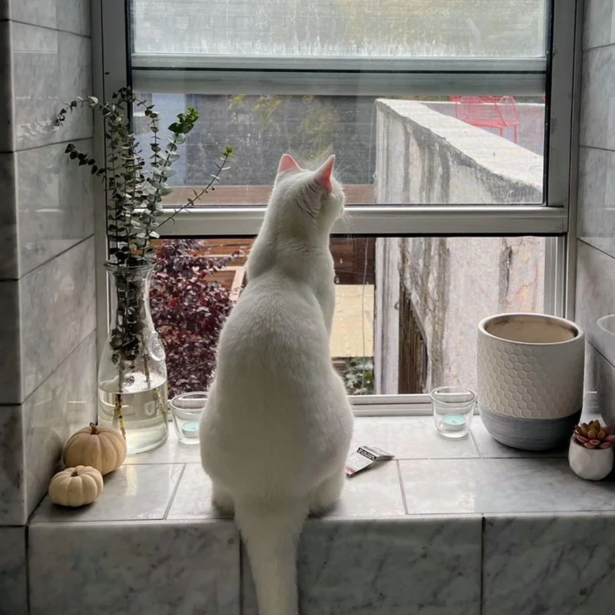 cat sitting on a window sill