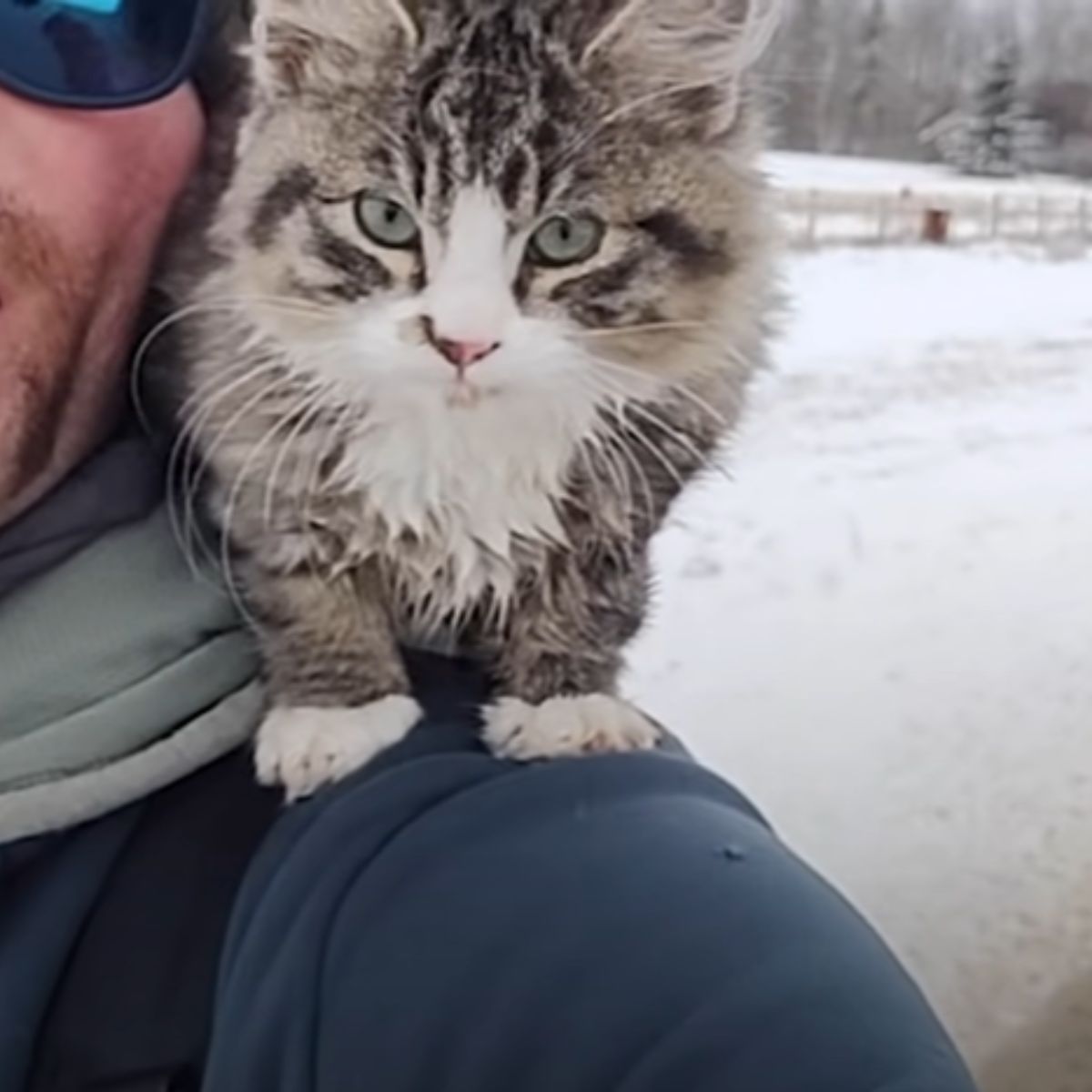 cat sitting on mans shoulder