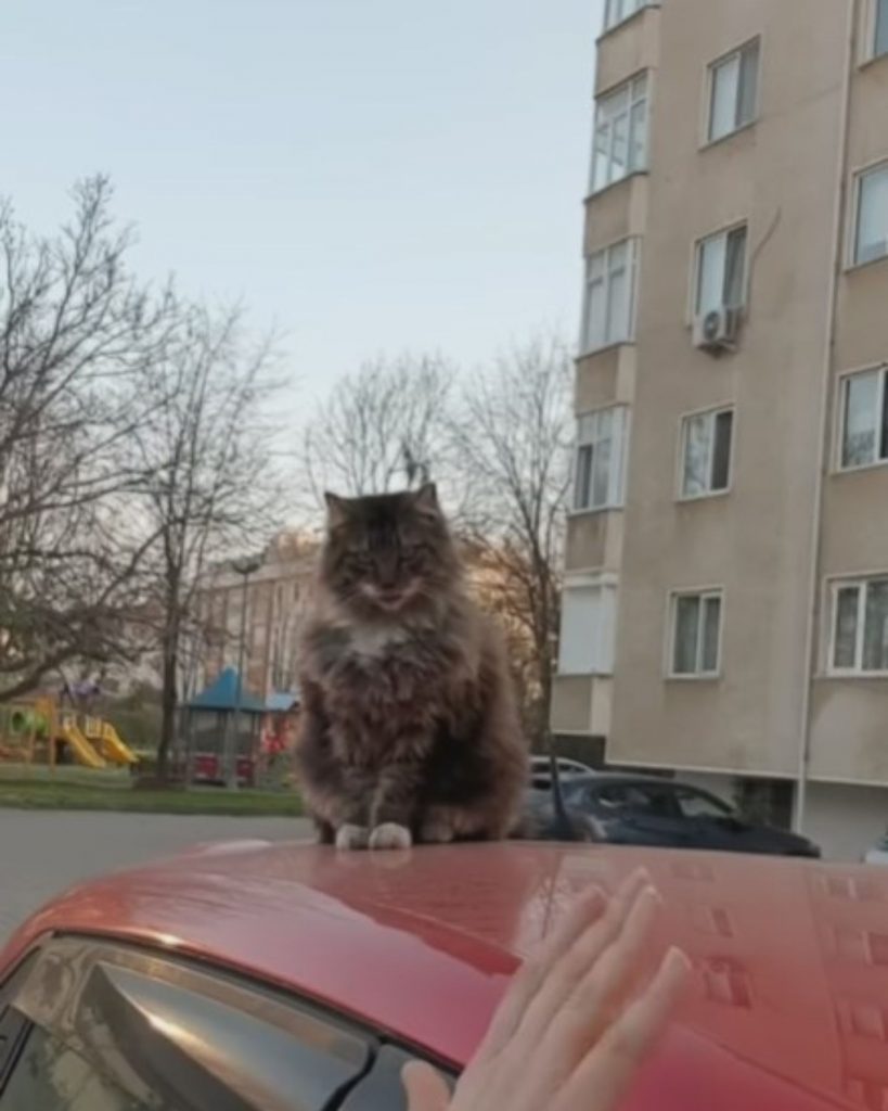 cat sitting on the roof of a red car