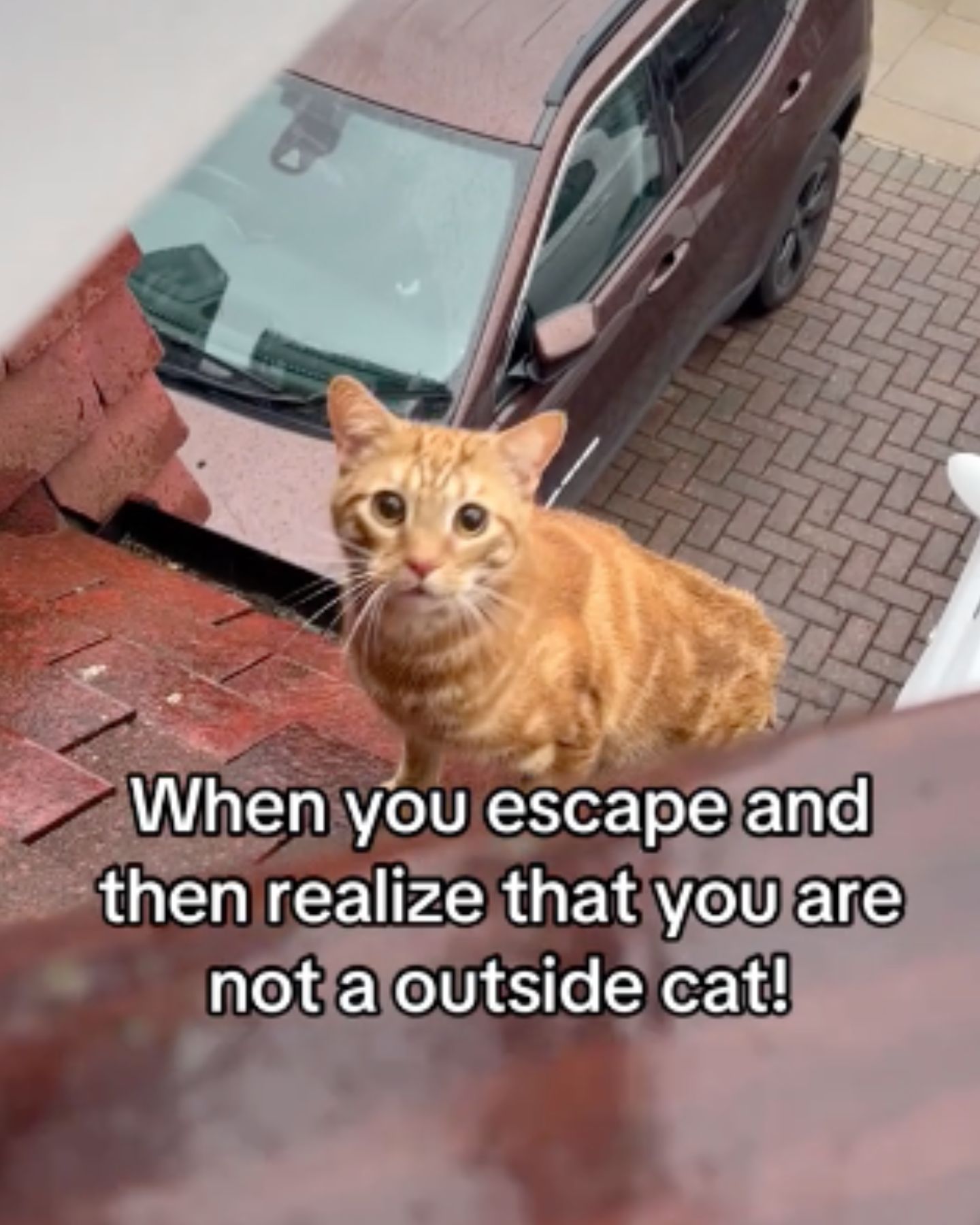 cat sitting on the roof