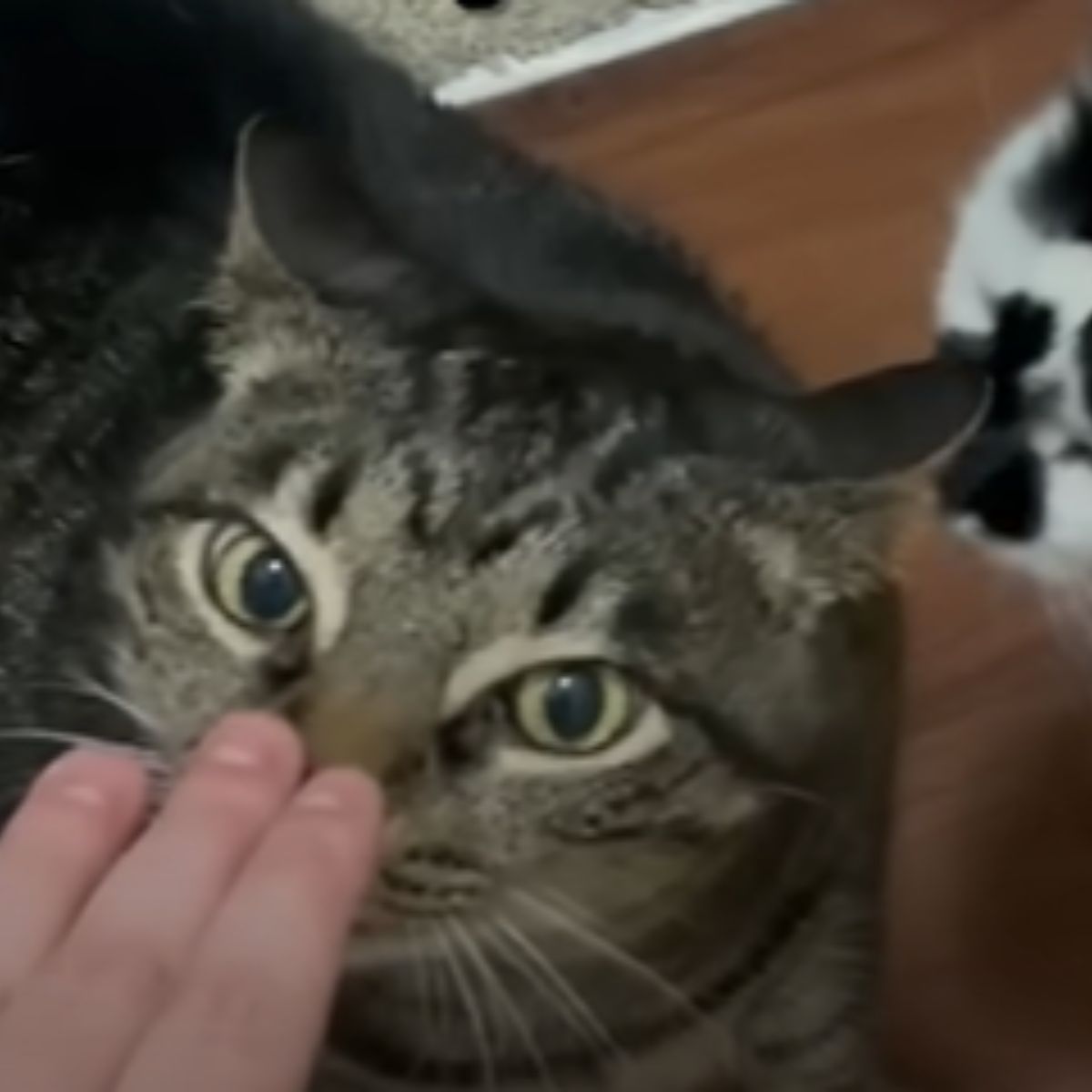 cat sniffing a hand