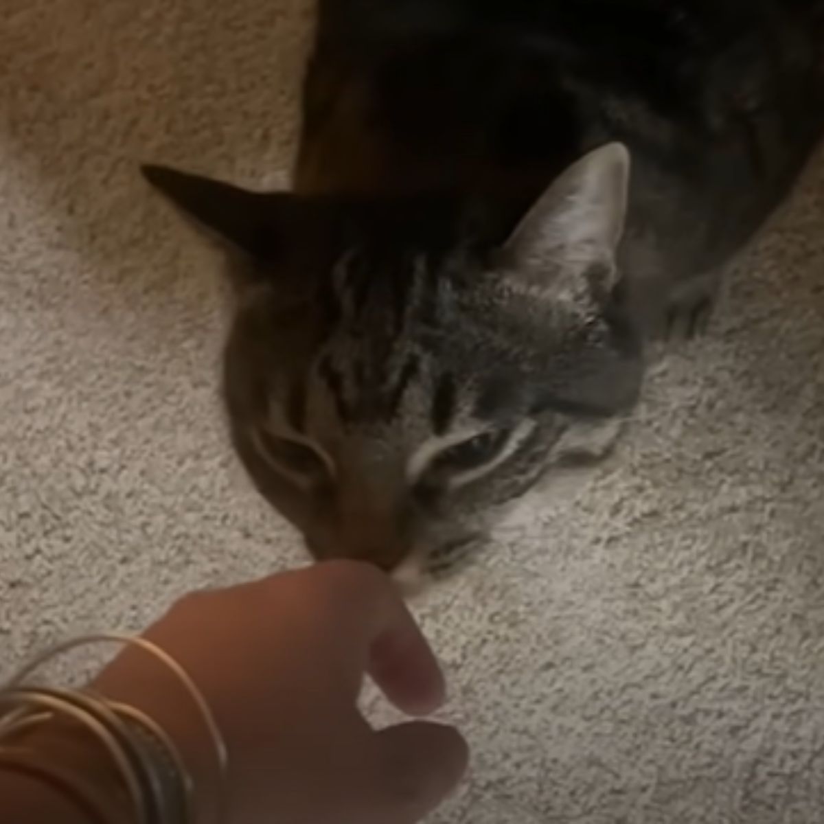 cat sniffing pet sitter's hand