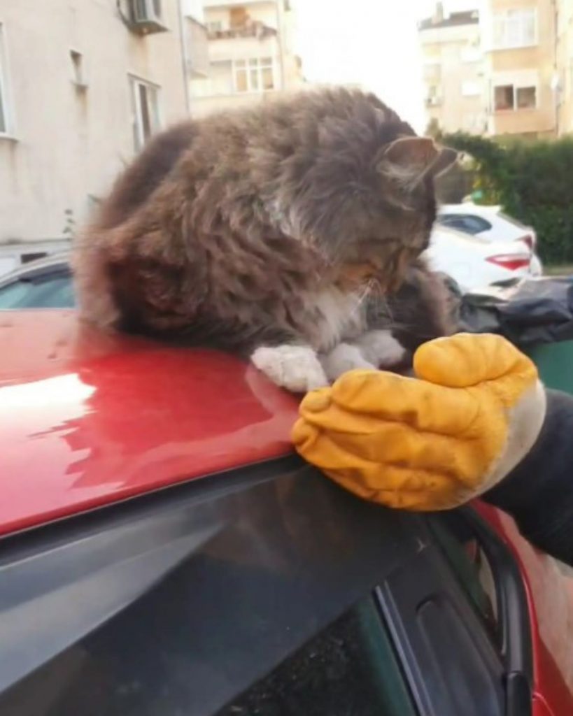 cat sniffs a woman's hand in gloves