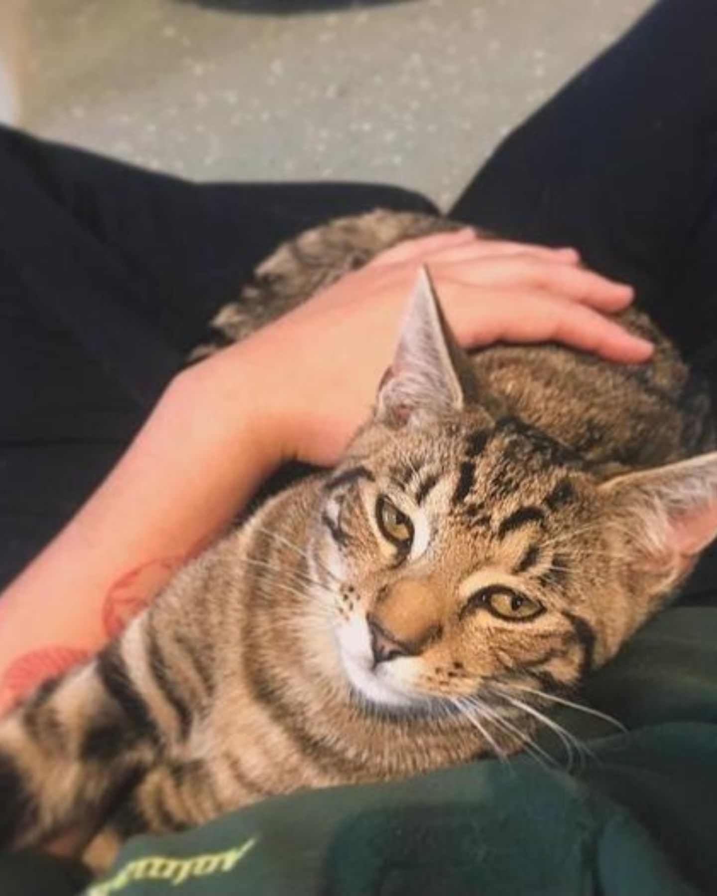 cat snuggling with woman