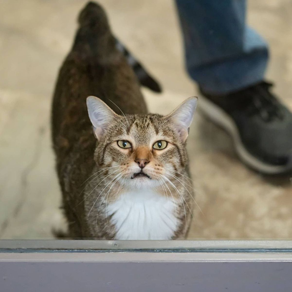 cat standing by the door