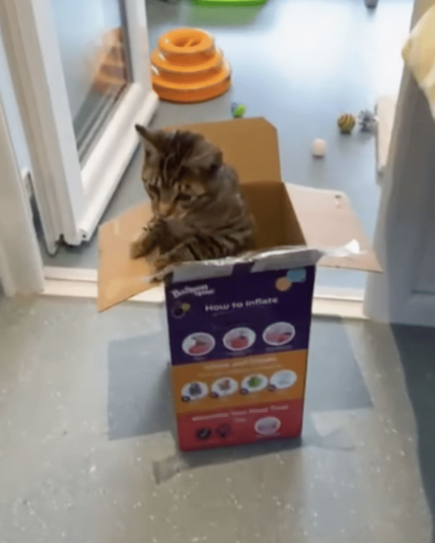 cat standing in a box