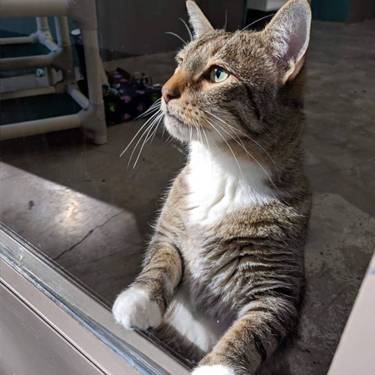 cat standing on legs and watching through glass