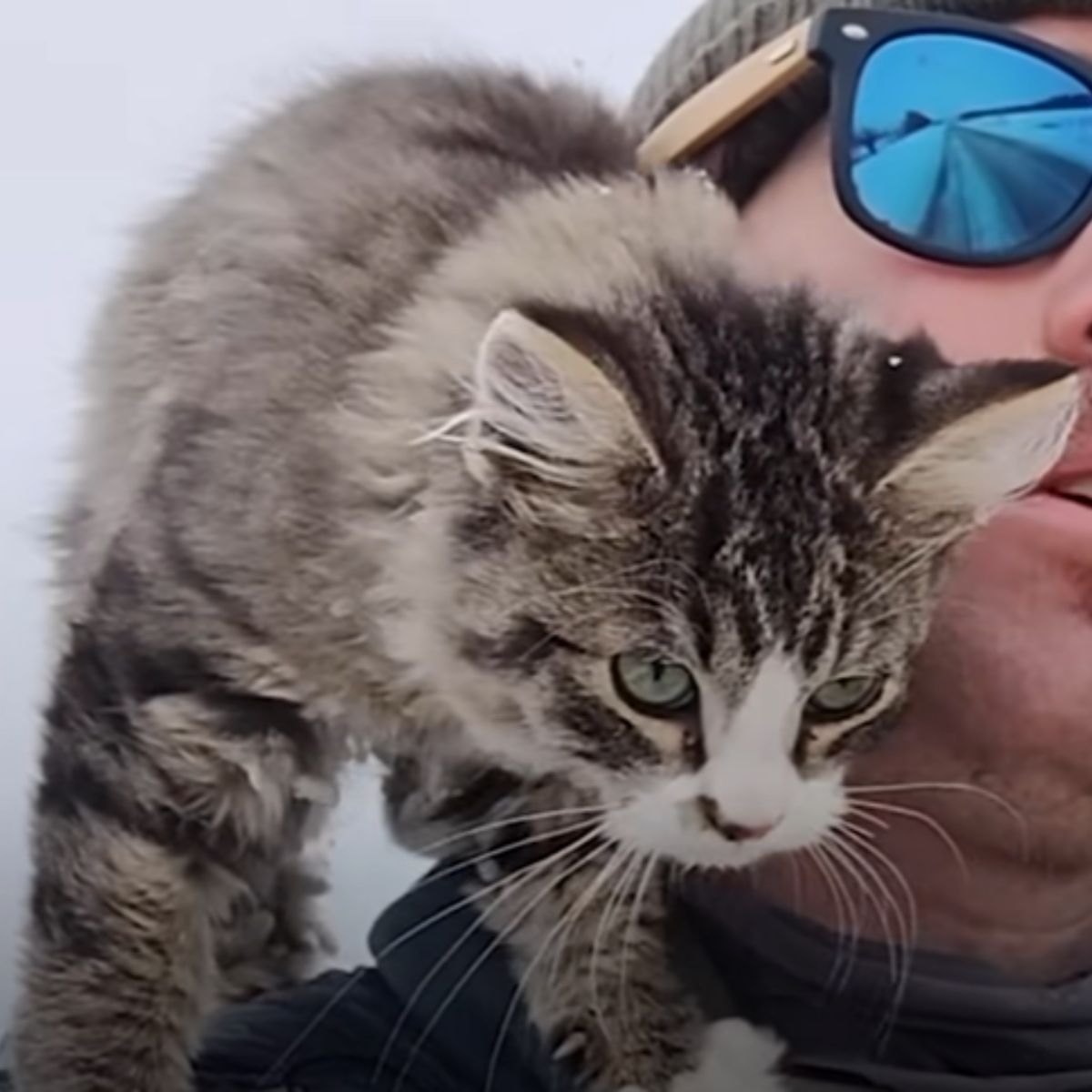 cat standing on mans shoulder