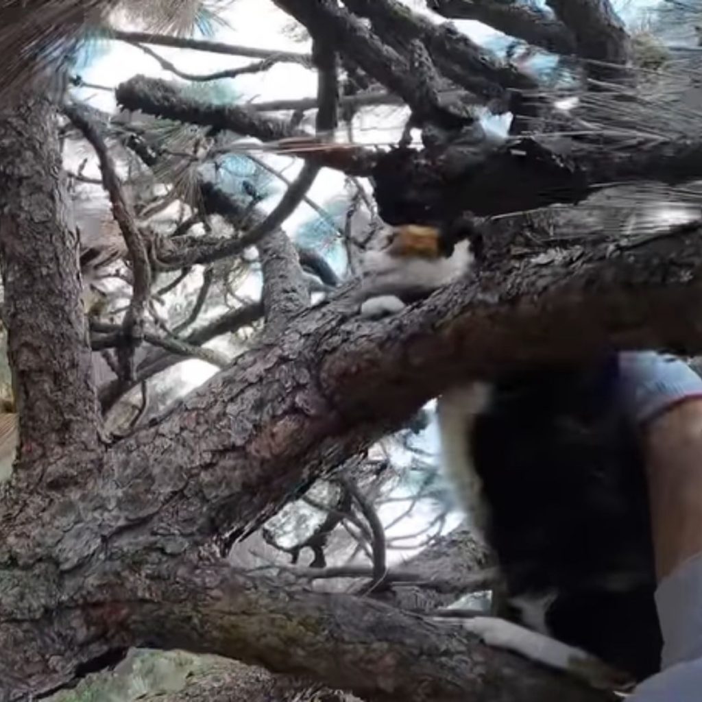 cat stuck in a tree