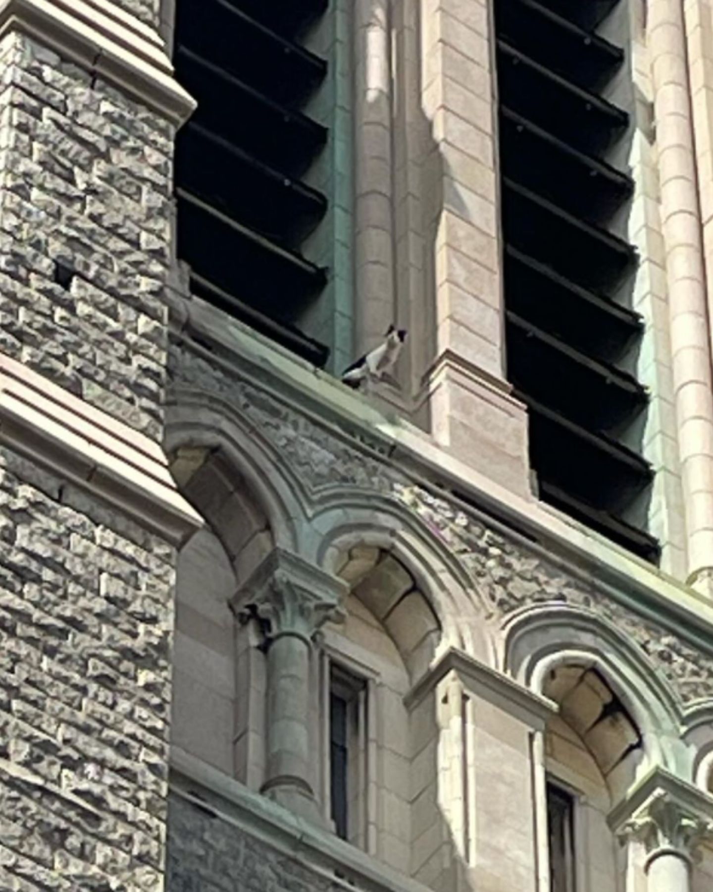 cat stuck on a big building