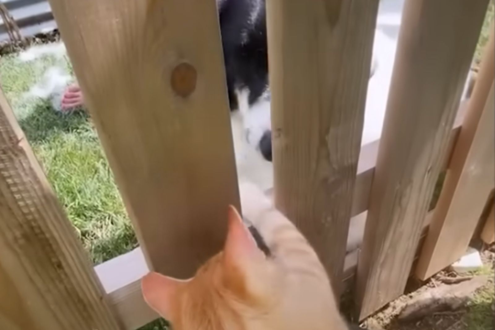 cat trying to get dog