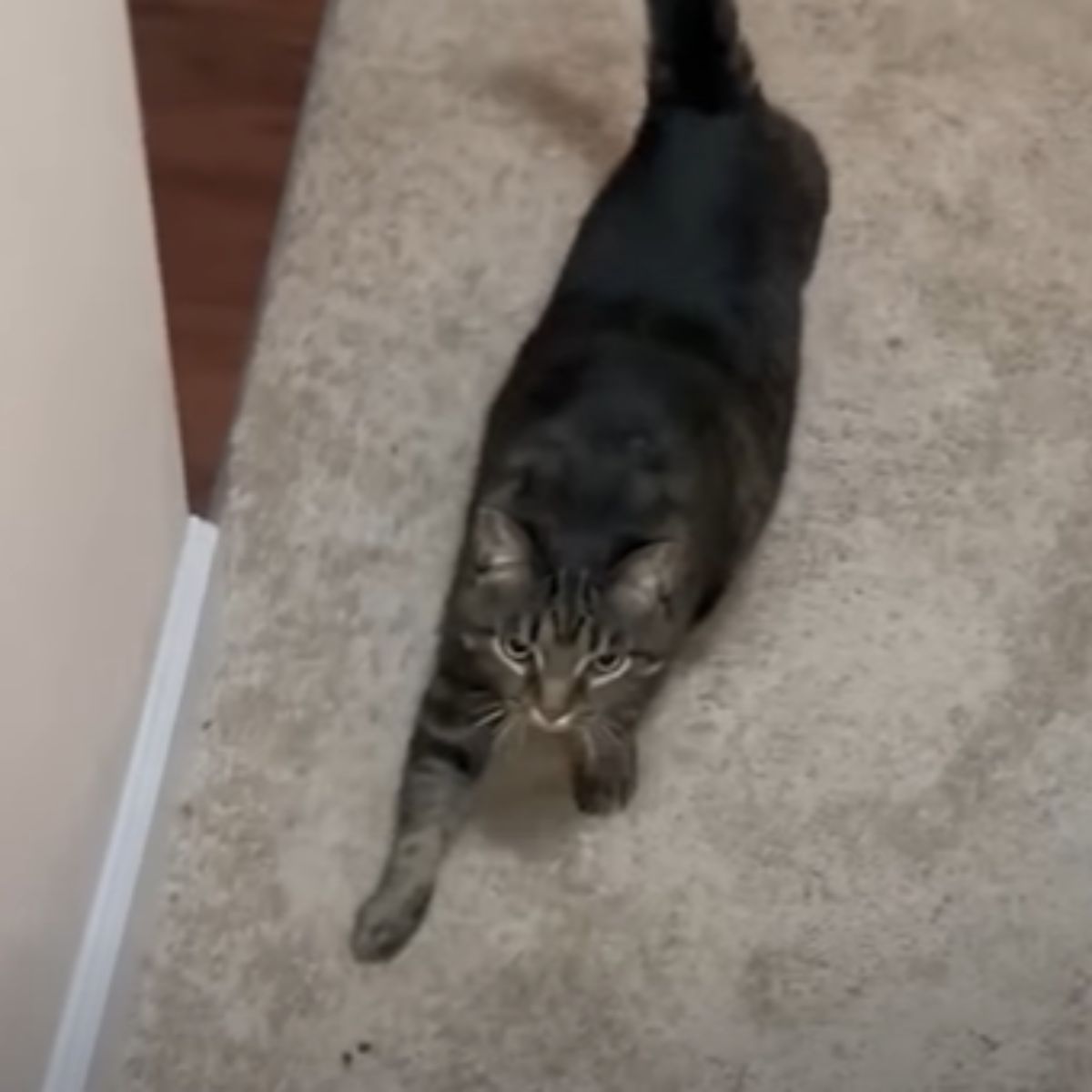 cat walking in the hallway