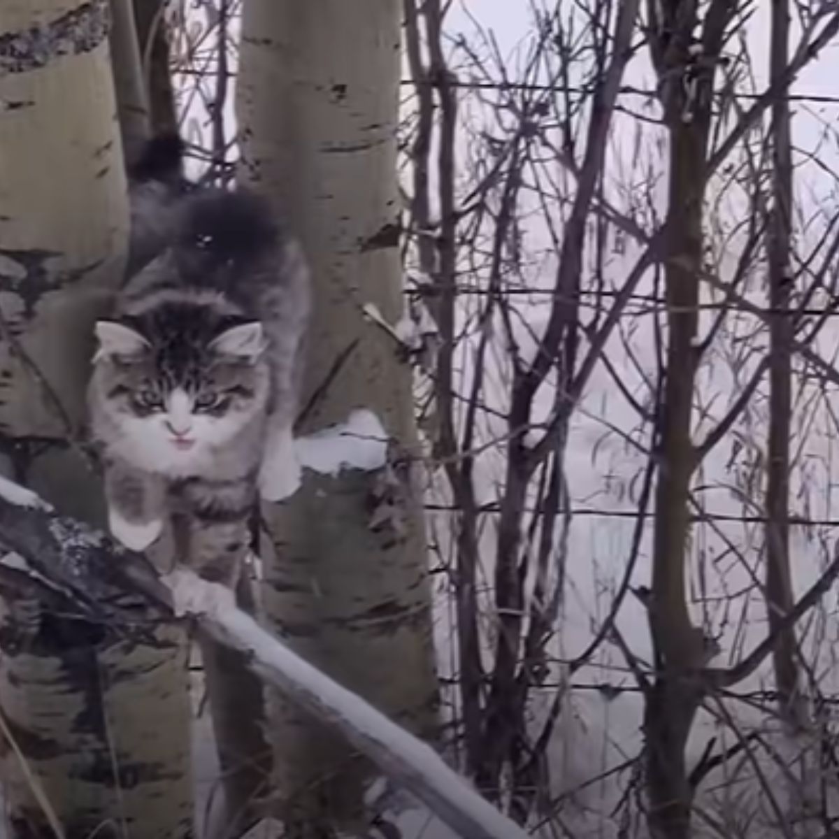 cat walks on branch in wood