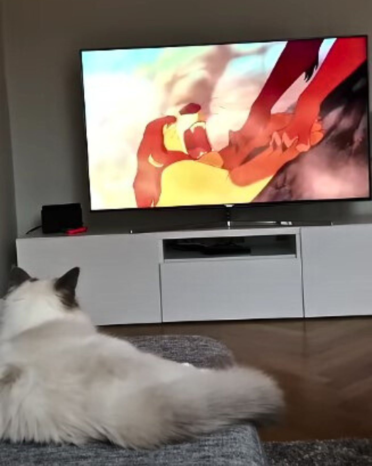 cat watching the tv