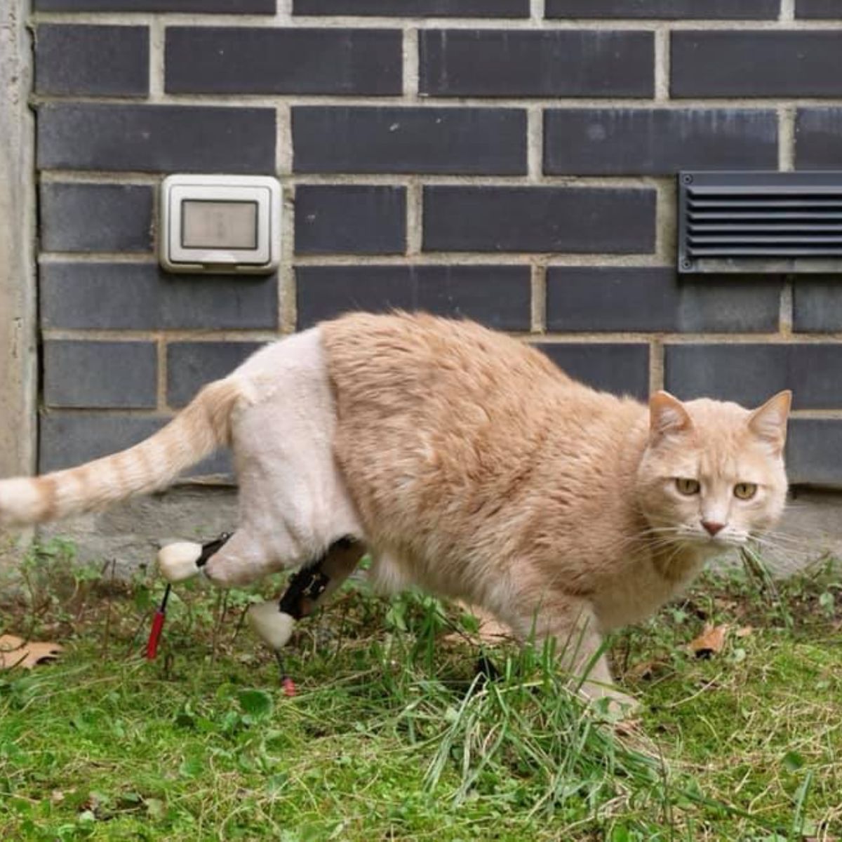 cat with fake legs standing outdoor