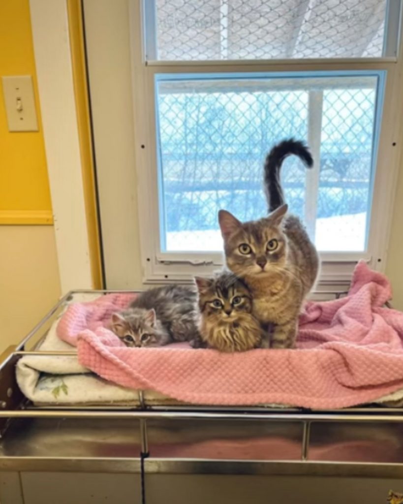 cat with her kittens