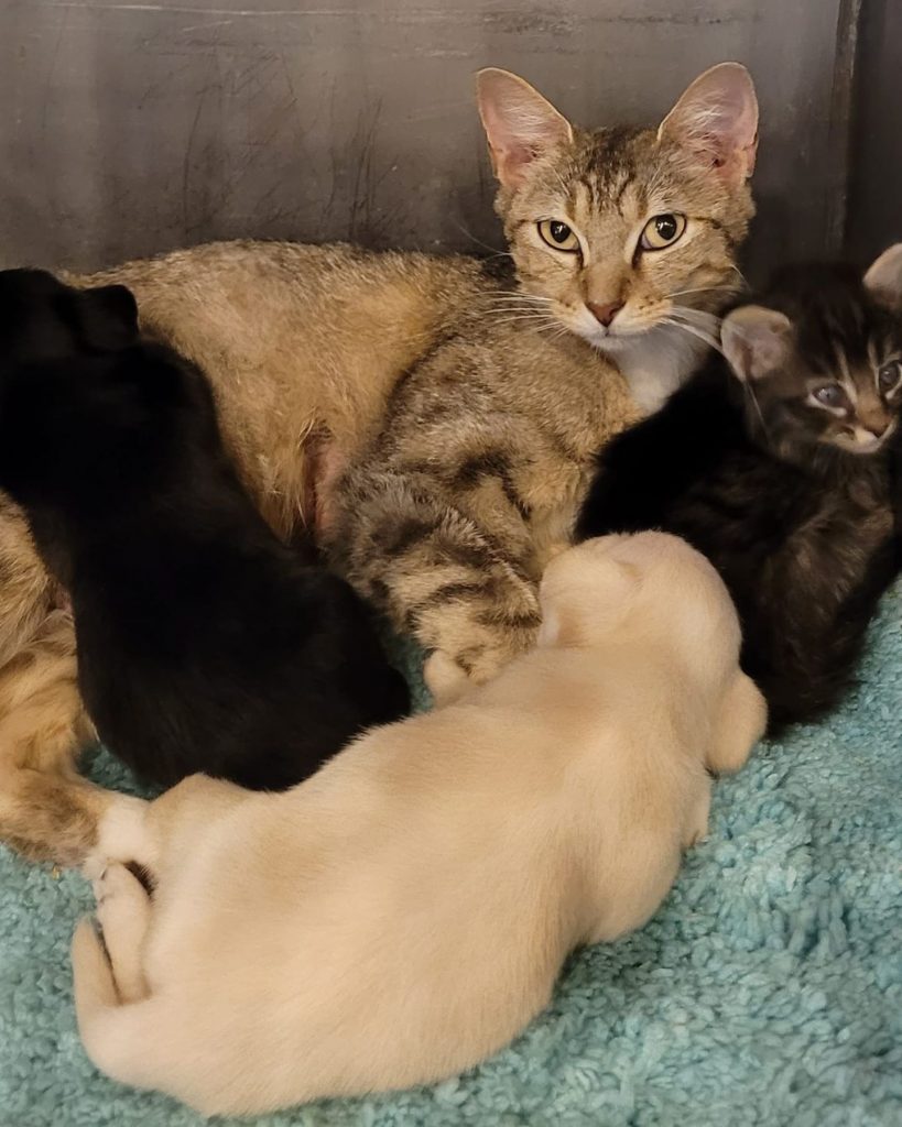 cat with kitten and two puppies